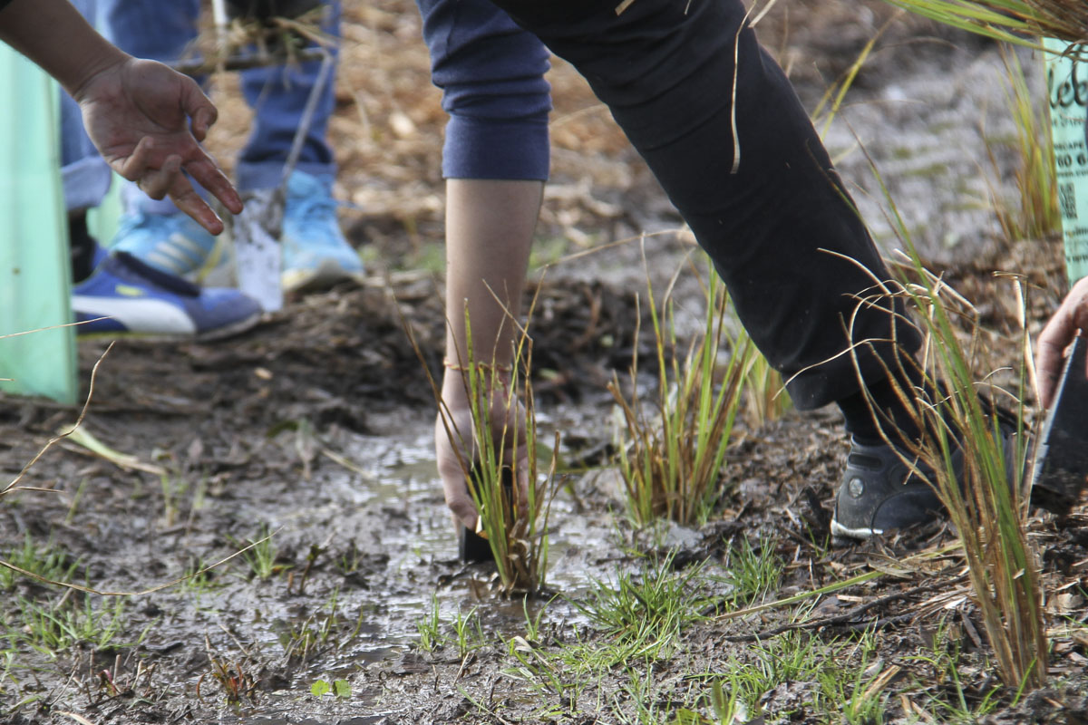 Tree Plantation Drive 2019, Melbourne