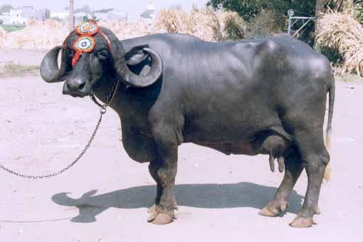 "All India Livestock Show and Competition",Jaipur, Rajasthan